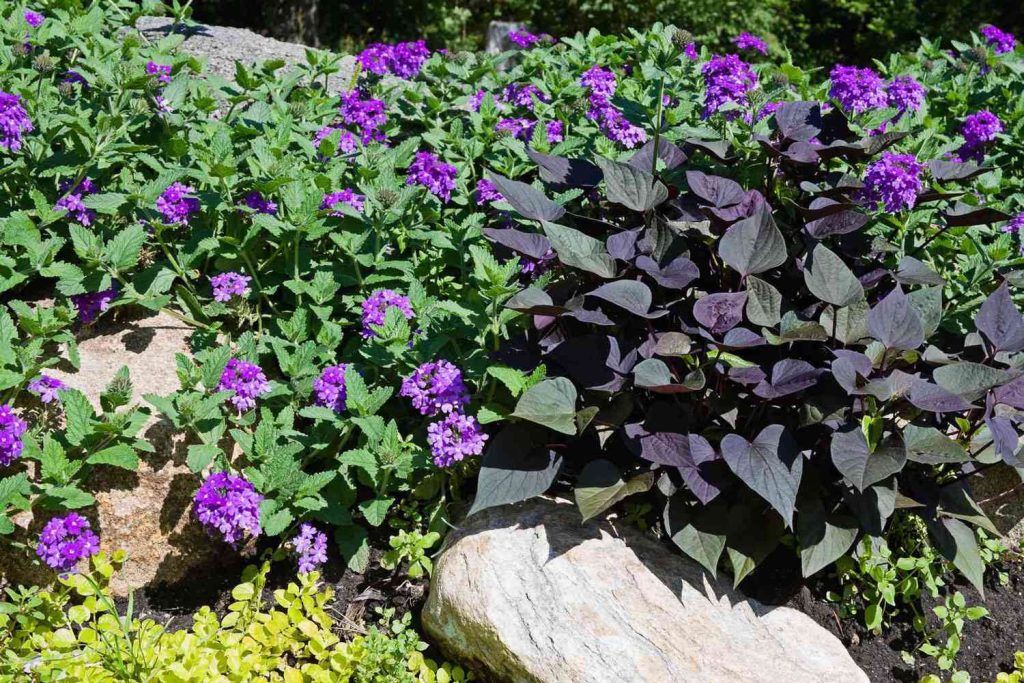 sweet potato vine​