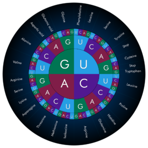 Codon Wheel