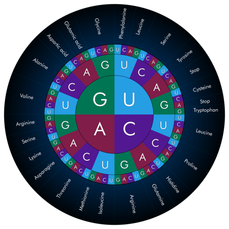 Codon Wheel